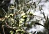 L’oro verde in crisi: in Puglia gli olivicoltori scendono in piazza per difendere il proprio lavoro