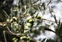 L’oro verde in crisi: in Puglia gli olivicoltori scendono in piazza per difendere il proprio lavoro