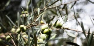 L’oro verde in crisi: in Puglia gli olivicoltori scendono in piazza per difendere il proprio lavoro